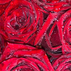 Meet your Posher, Eden